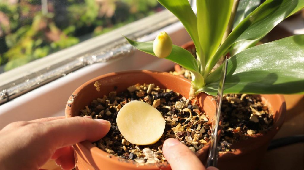 Orchidée qui ne fleurit plus : une simple tranche de légume posée sur le pot a tout changé, la floraison a repris comme jamais